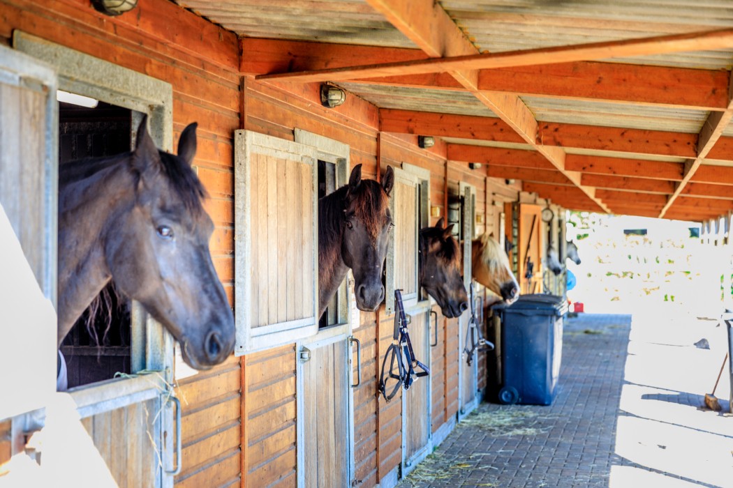 noordersandt_noordholland_camping_niederlande_pferden-